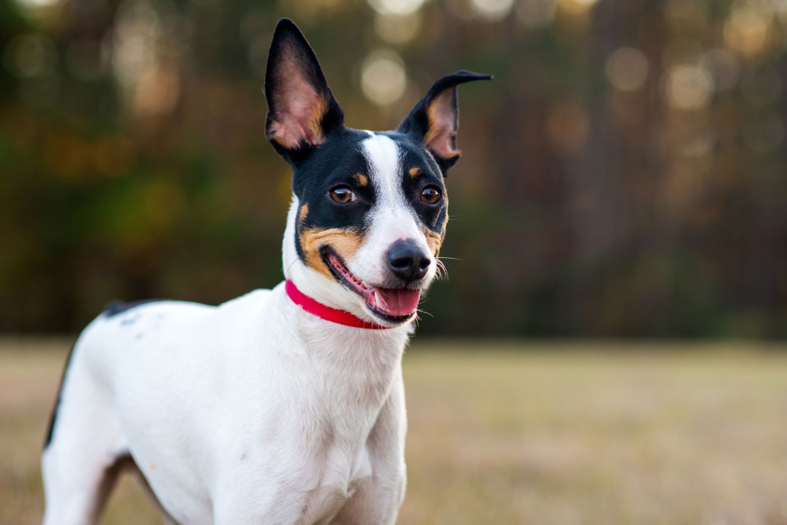 rat terrier