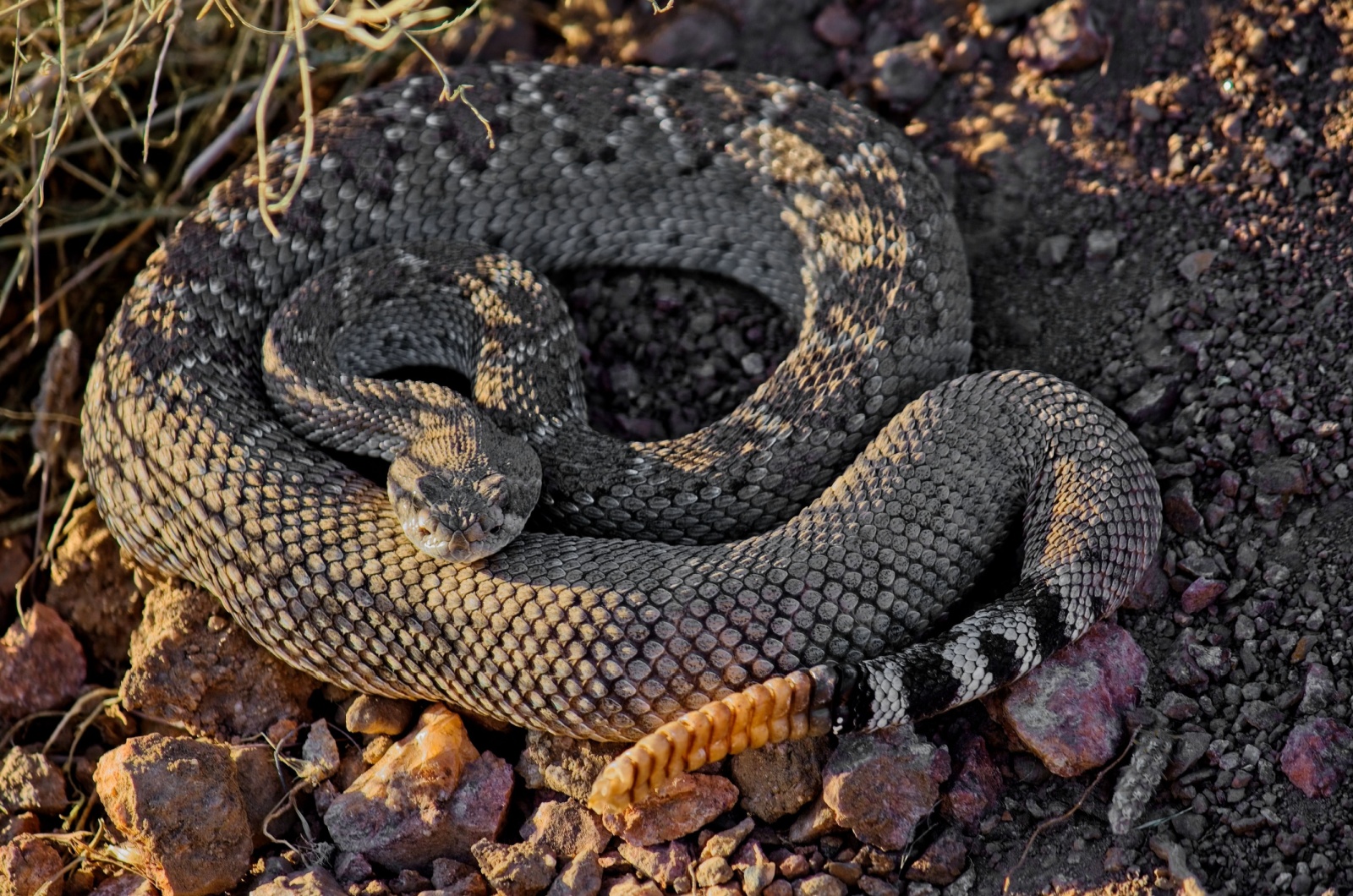 rattlesnake