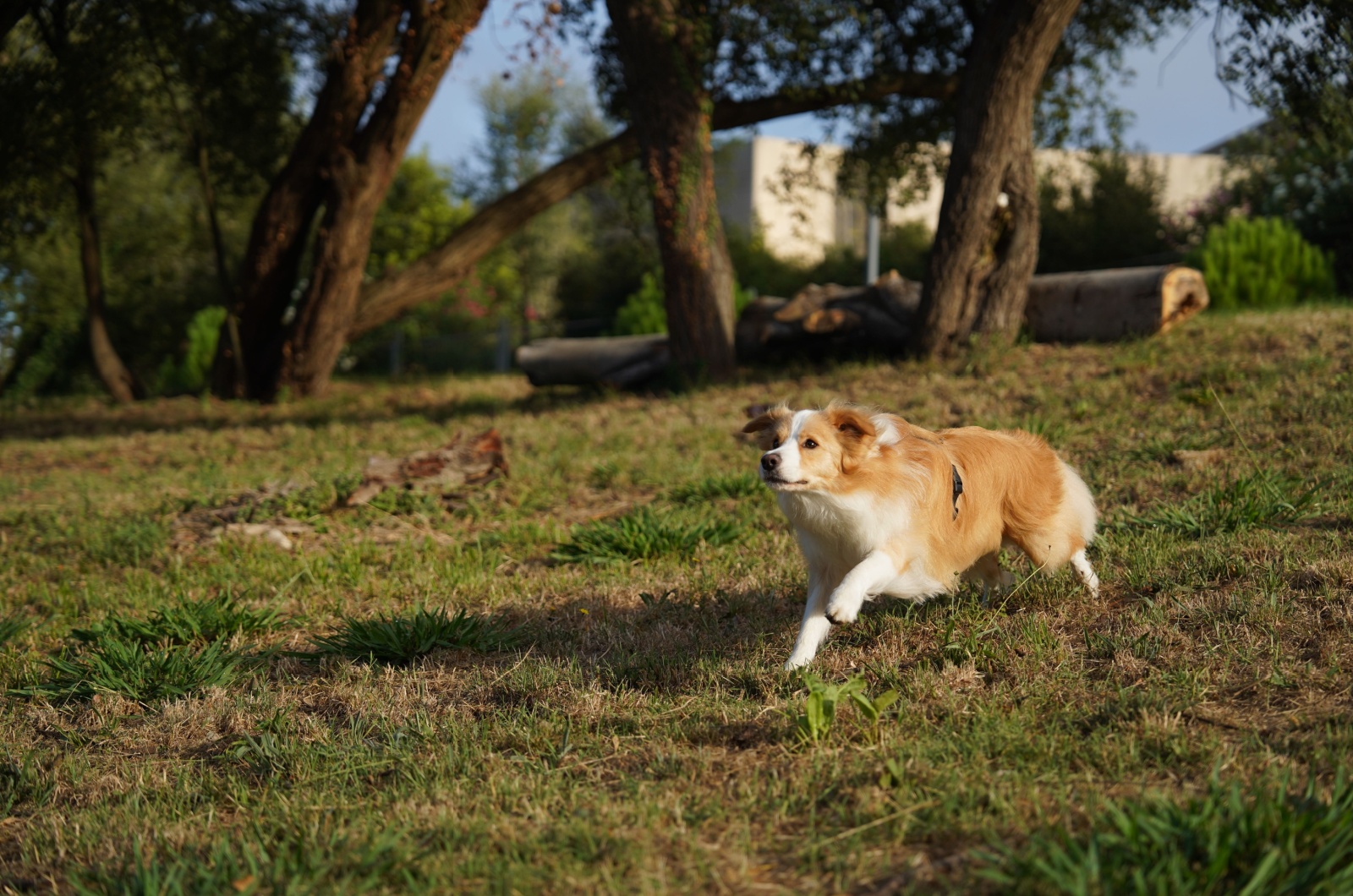 red and white border collie