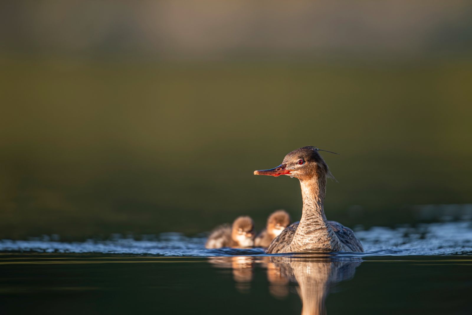 red breasted merganser