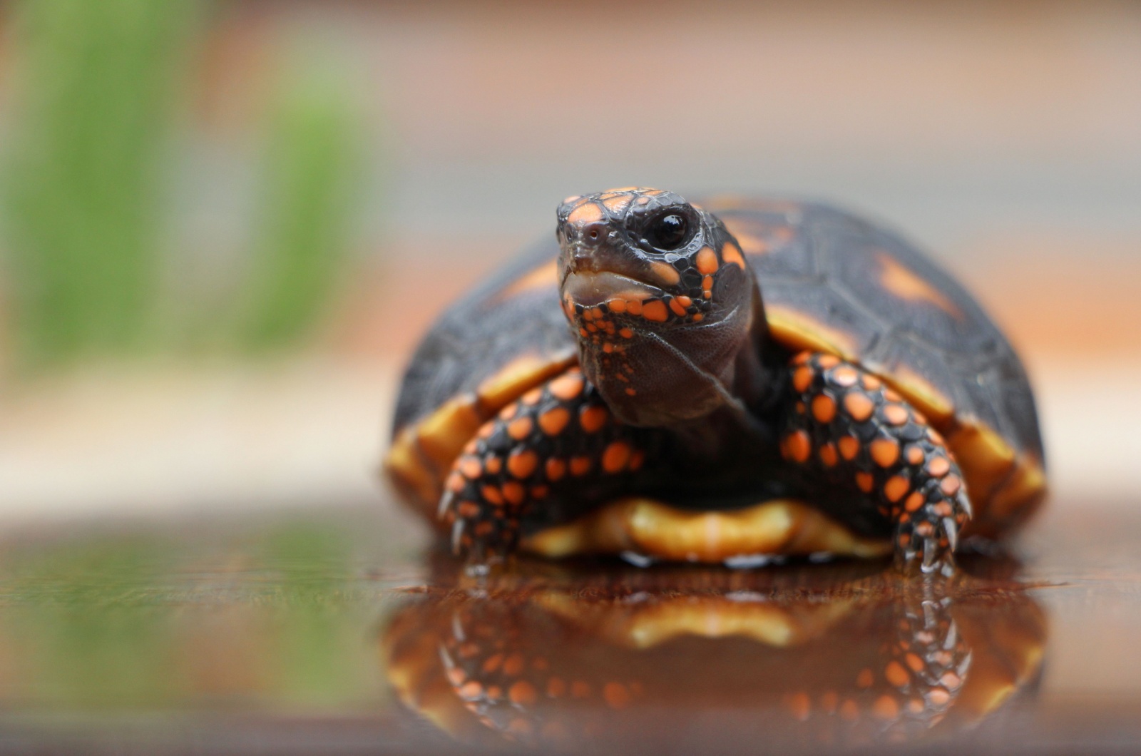 red footed tortoise