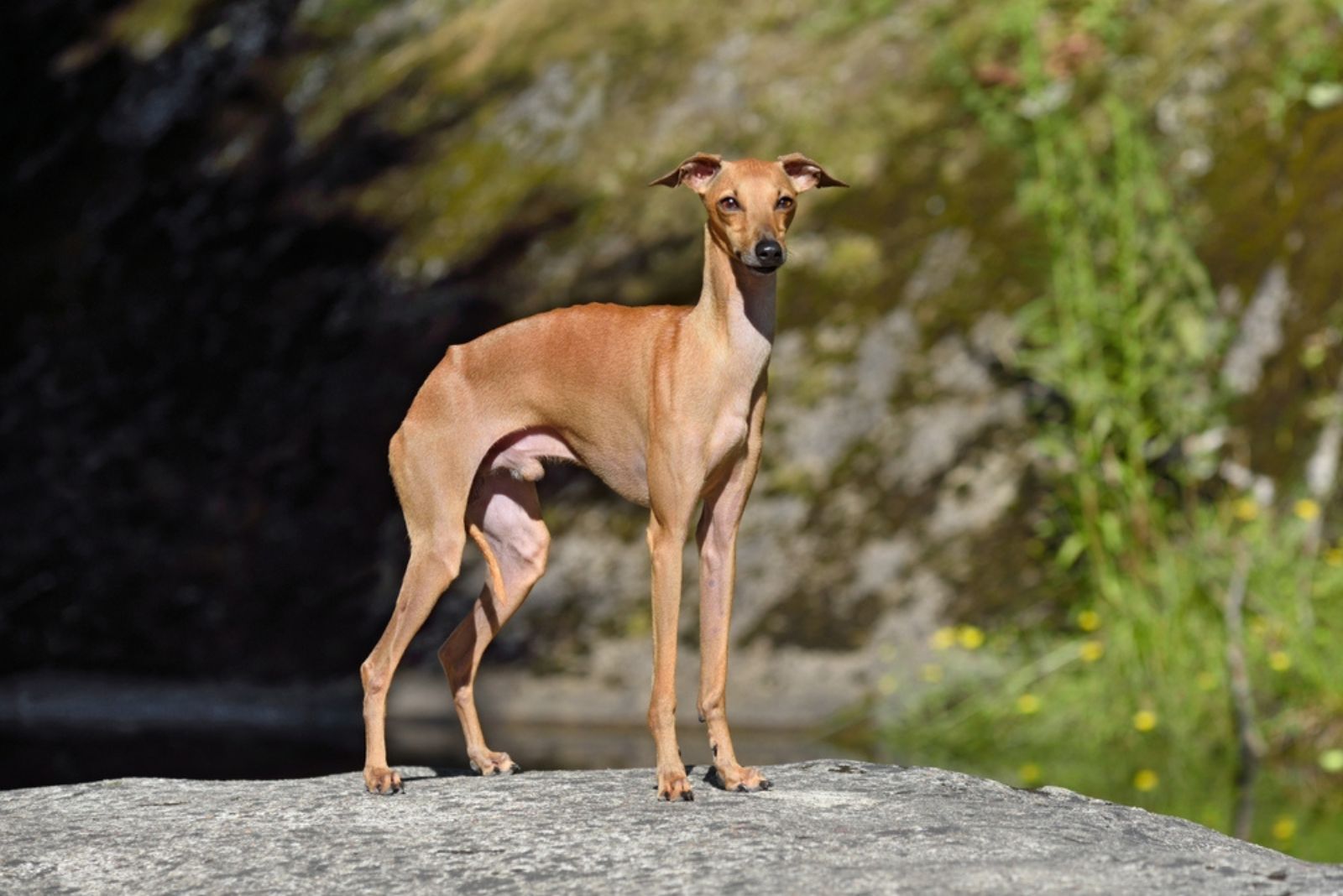 red greyhound