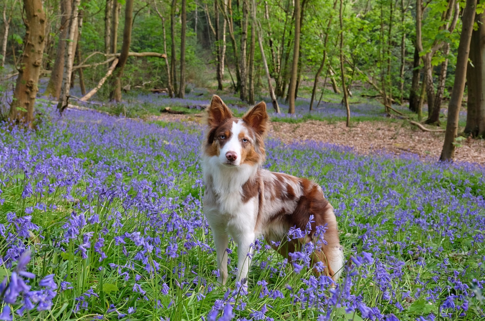 red merle border collie