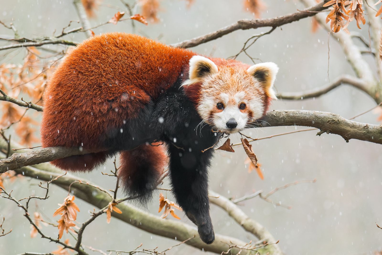 red panda climbing