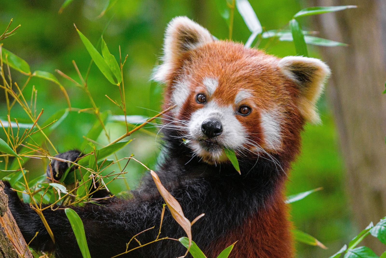 red panda eating