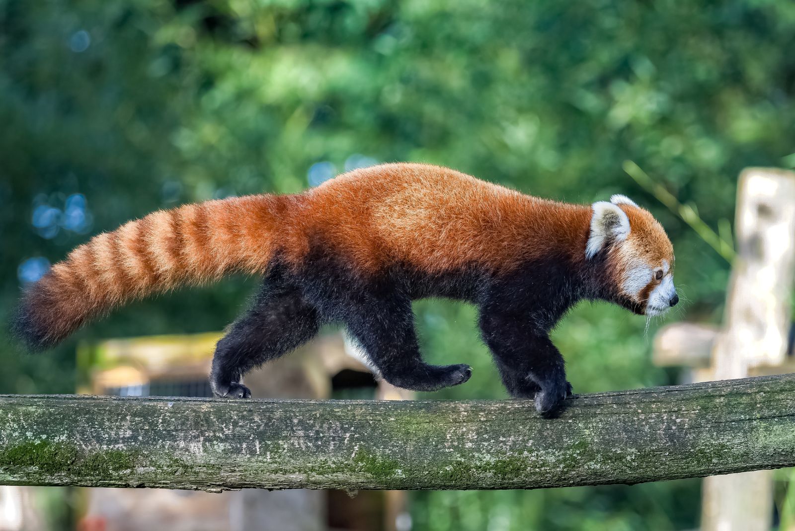 red panda fluffy tail