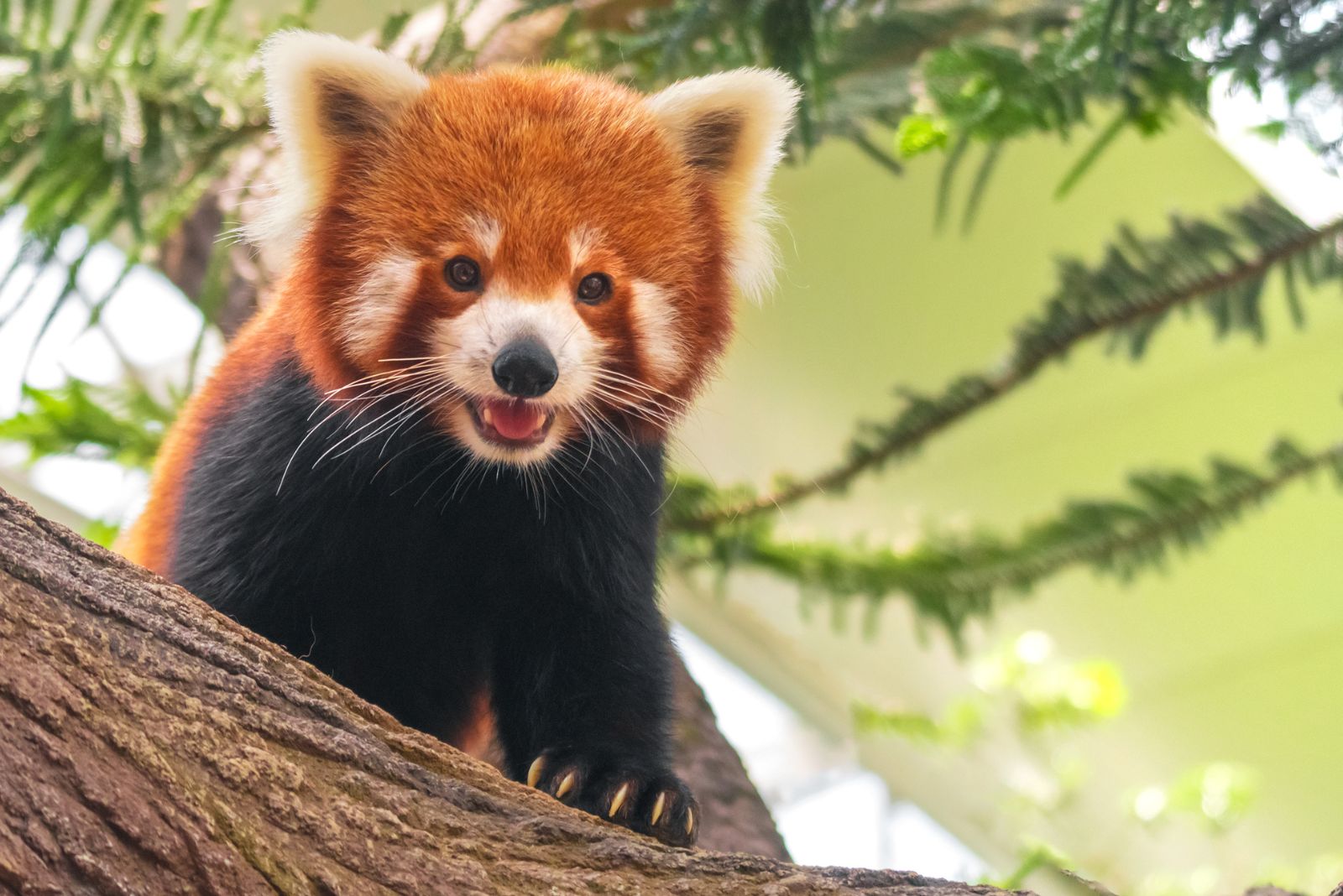 red panda hiding on tree