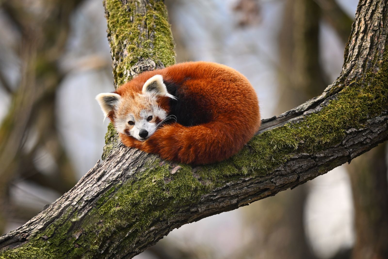 red panda on tree