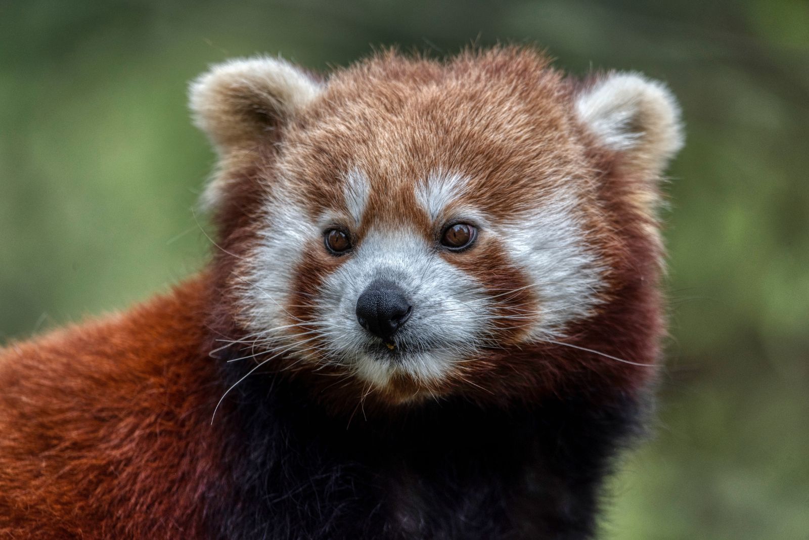 red panda portrait