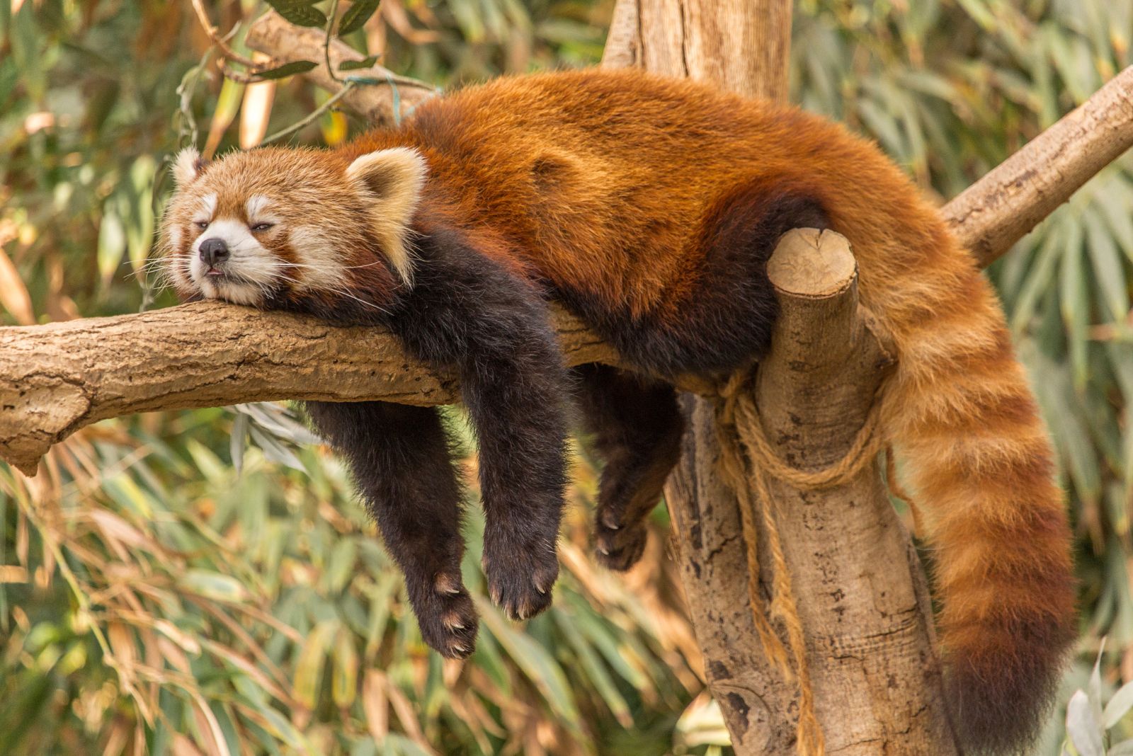 red panda sleeping