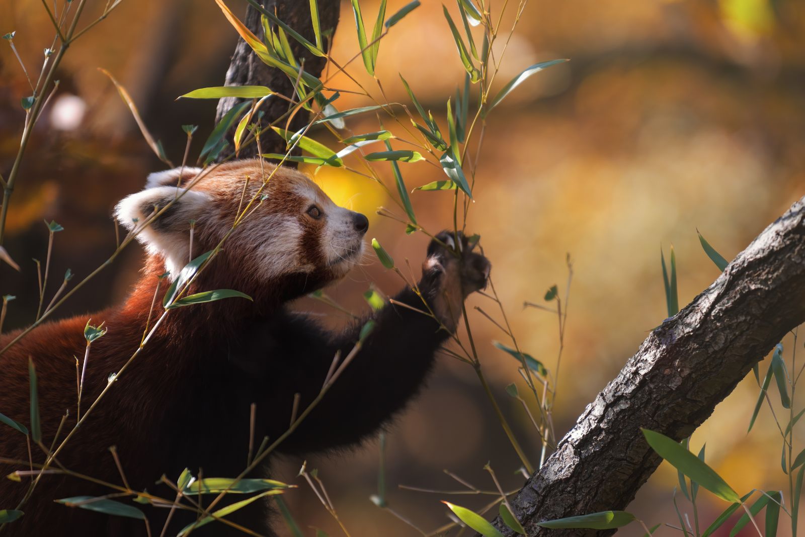 red panda tumbs