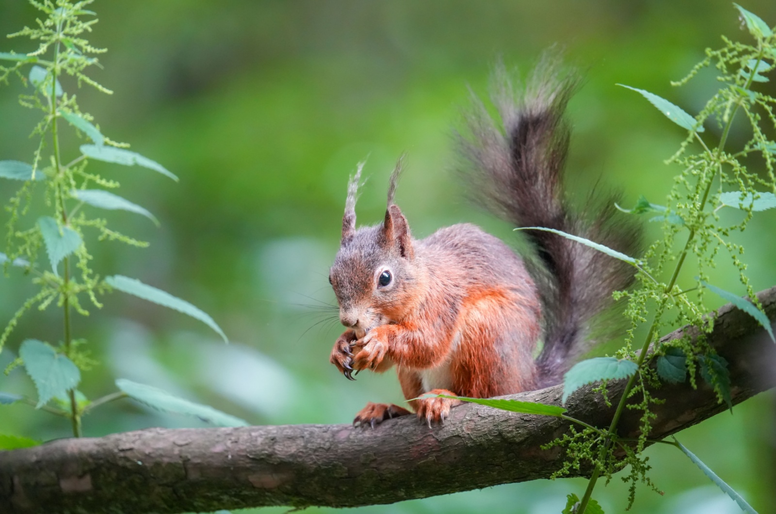 red squirrel