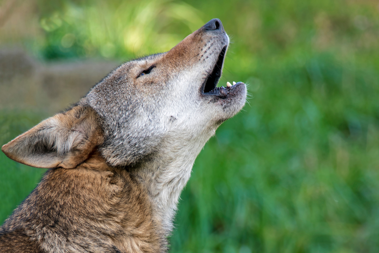 red wolf howling