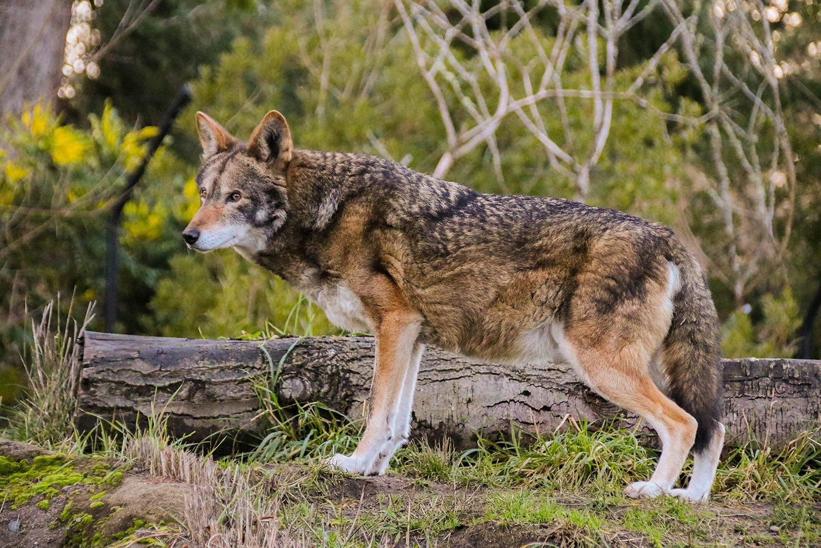 red wolf in forest