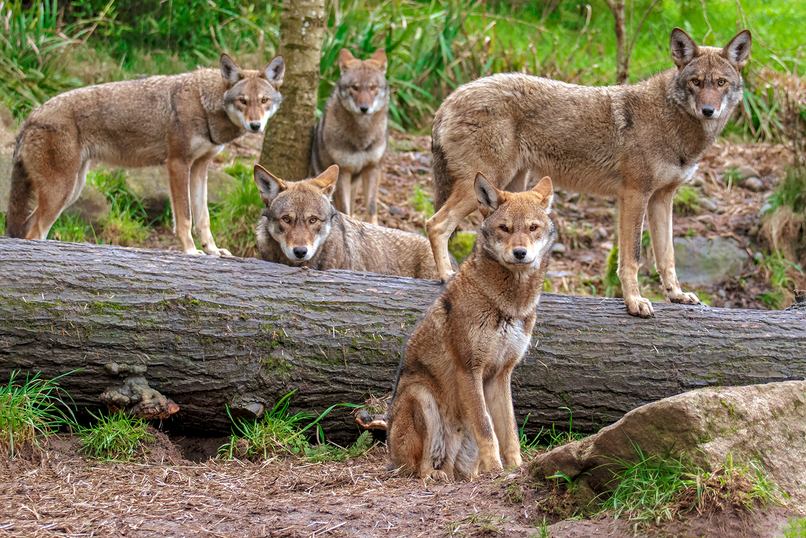 red wolf pack