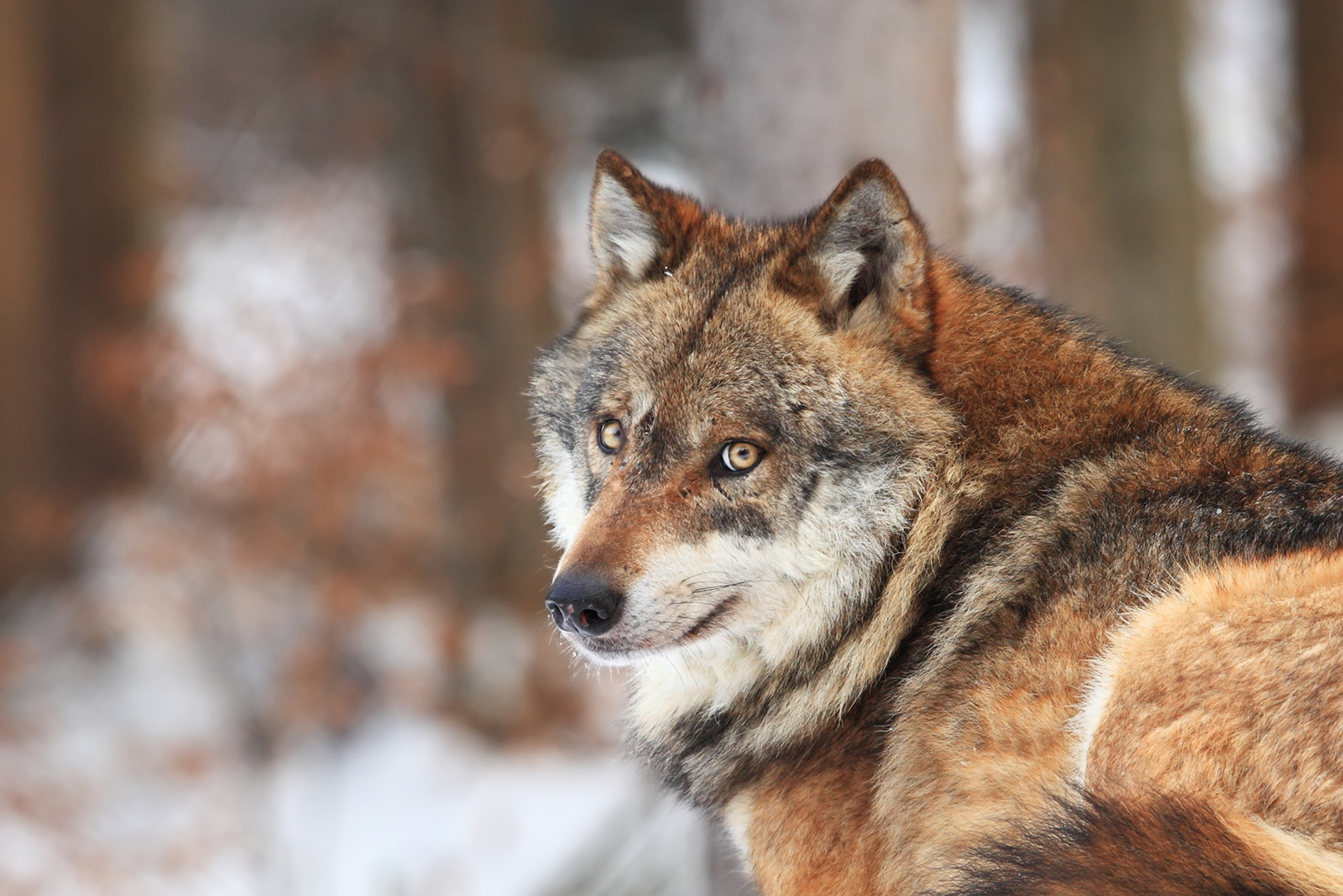 red wolf portrait