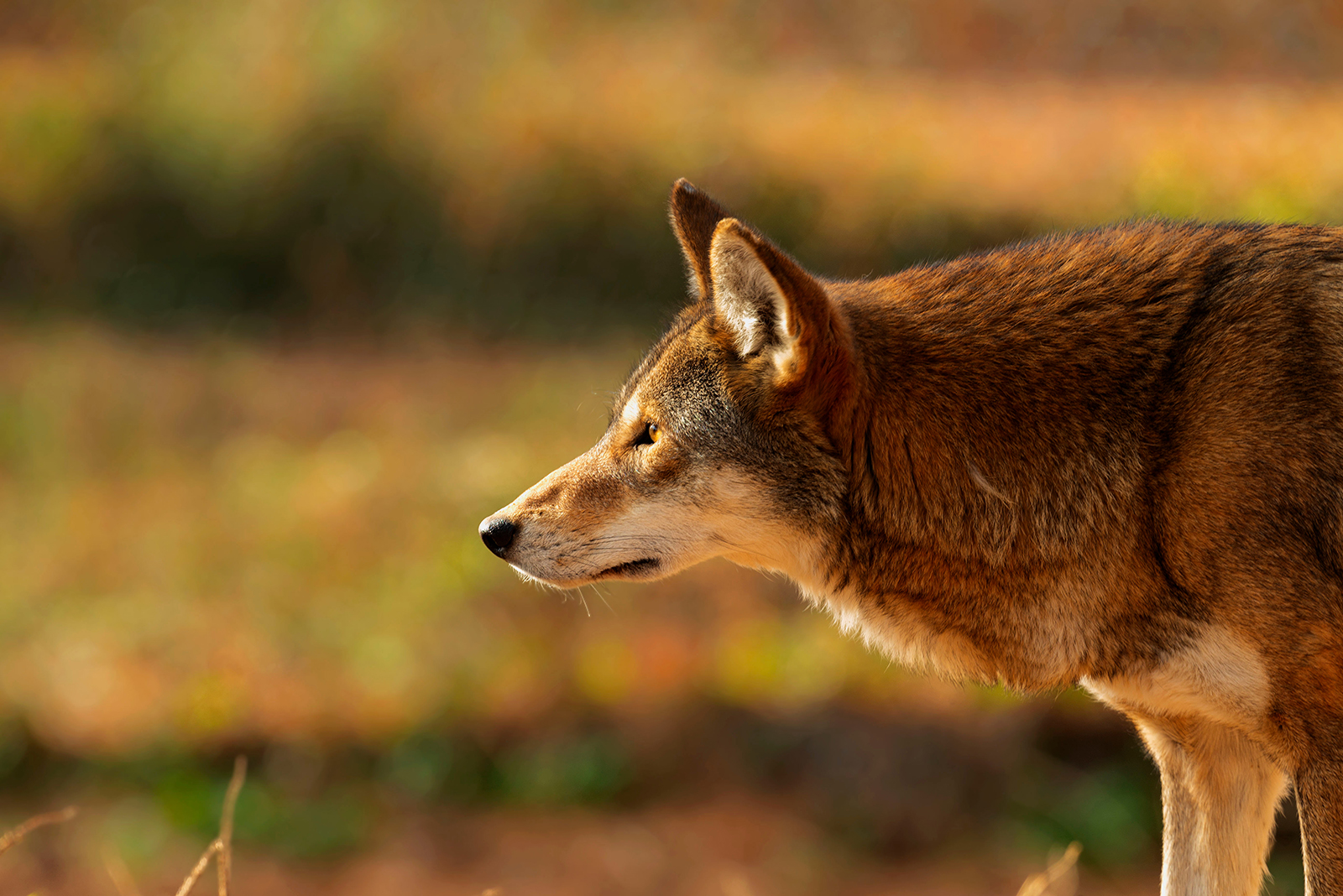 red wolf