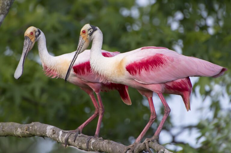 The 16 Most Stunning Birds Of America