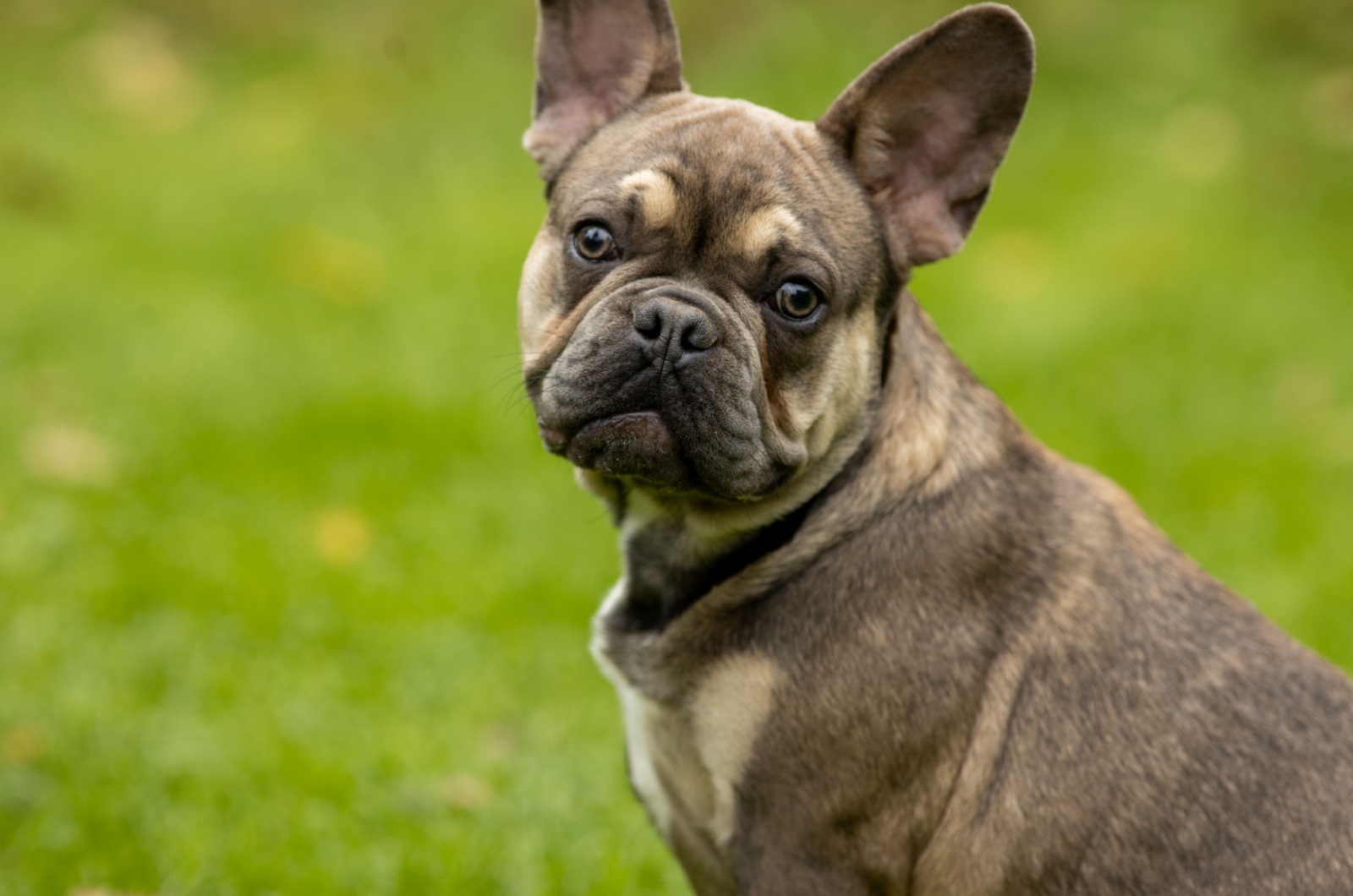 sable french bulldog