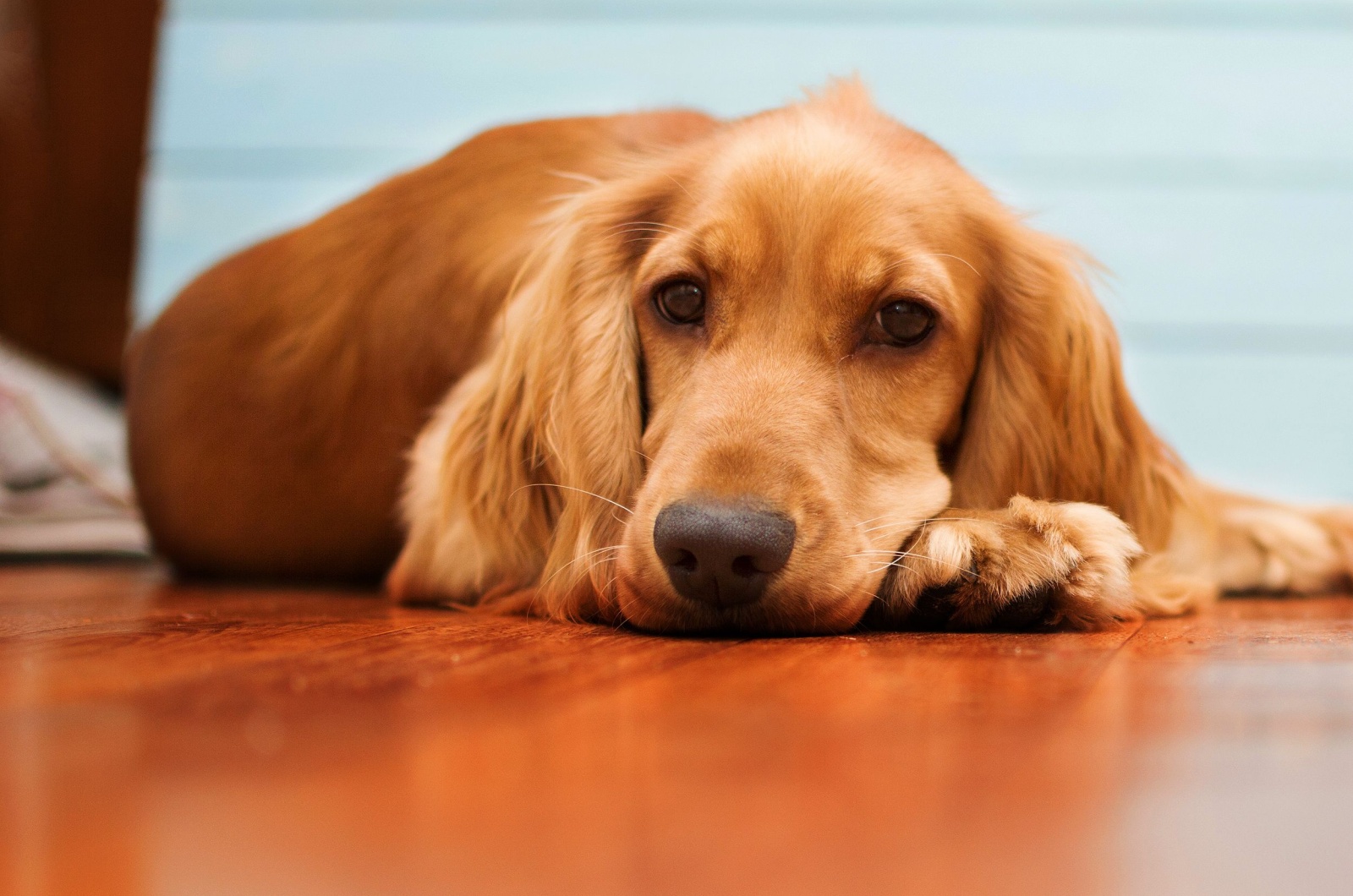 sad cocker spaniel