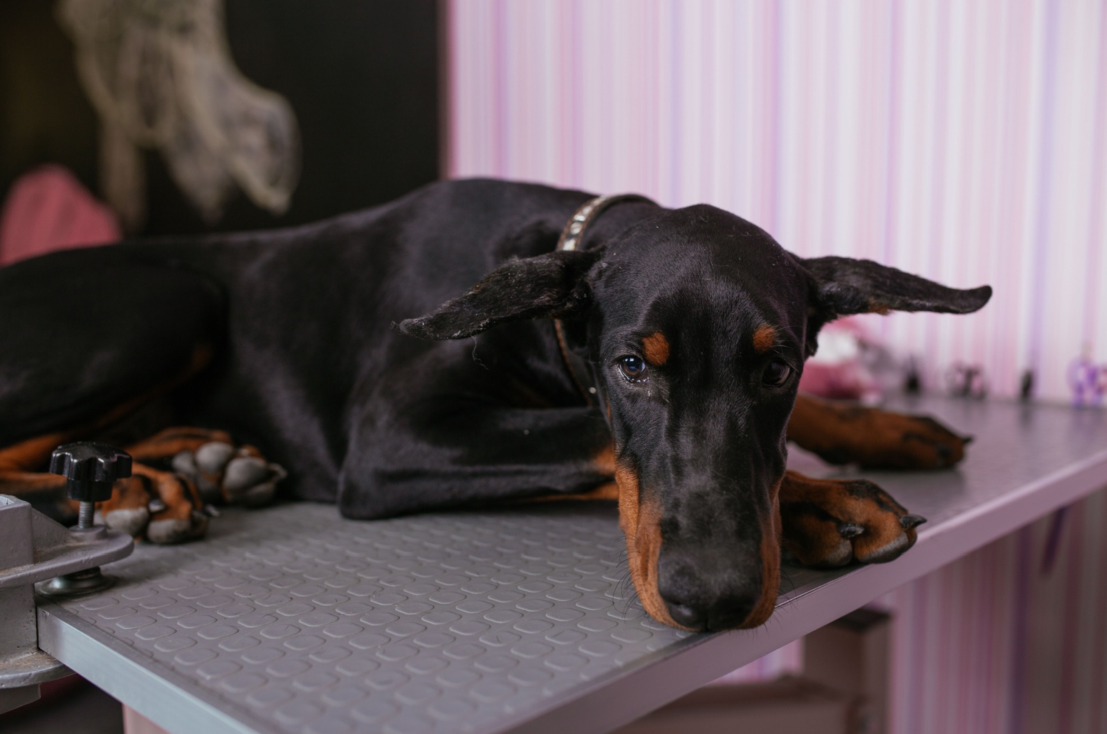 sad doberman