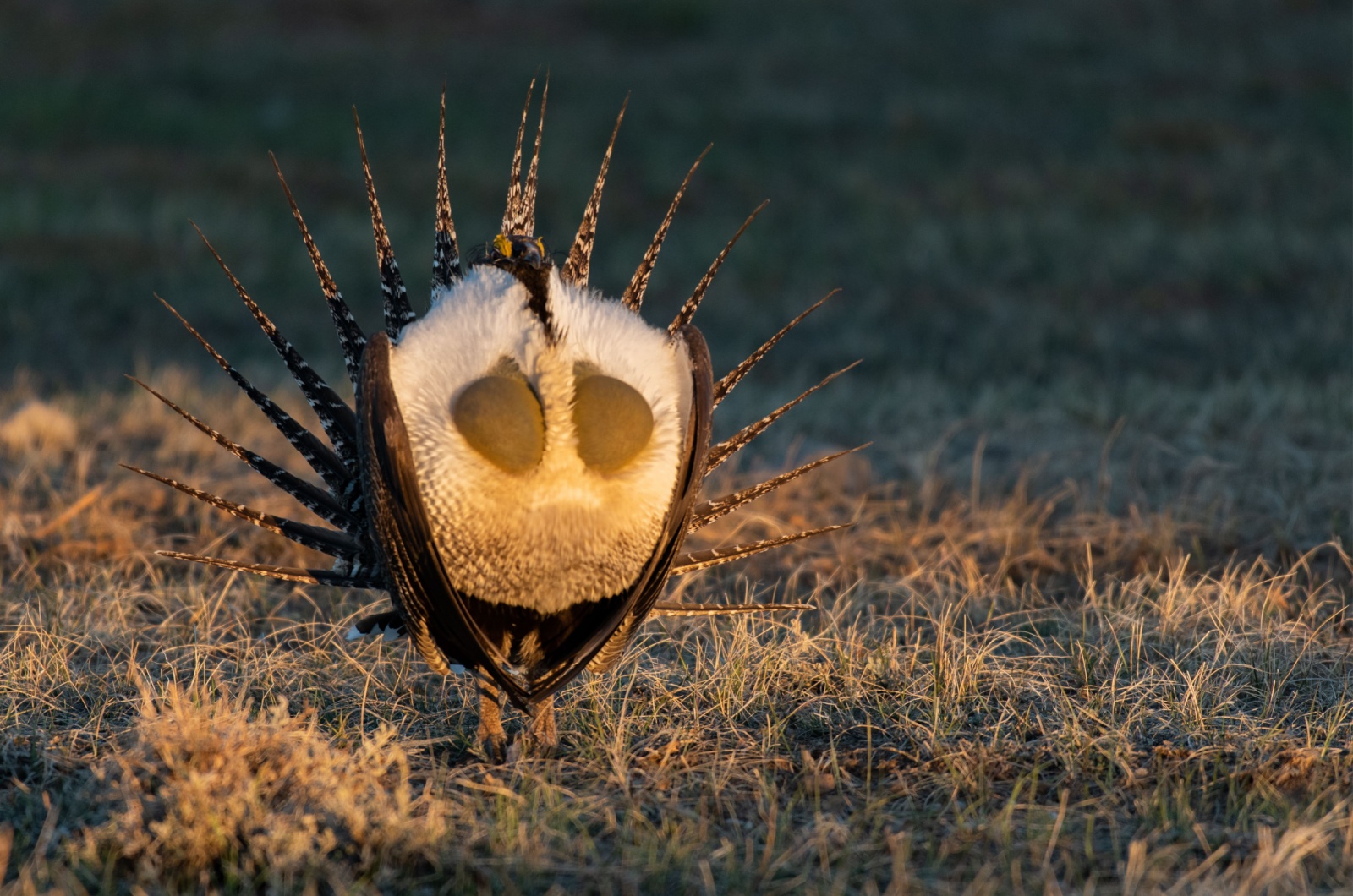 sage grouse