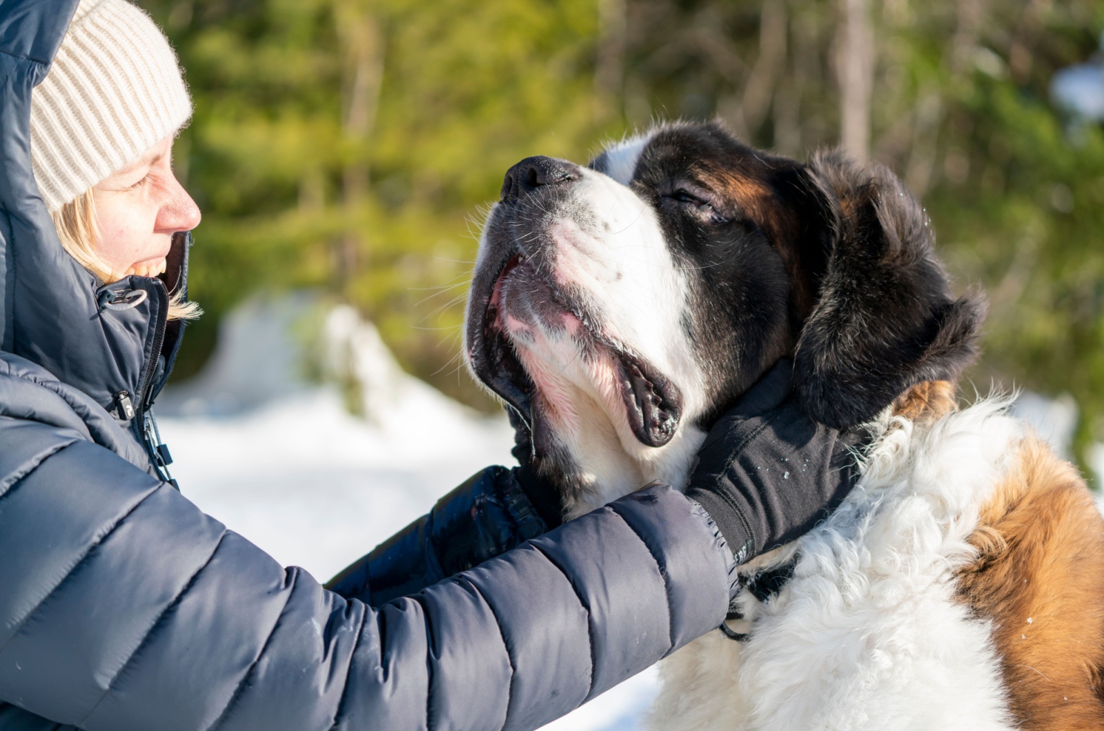 saint bernard