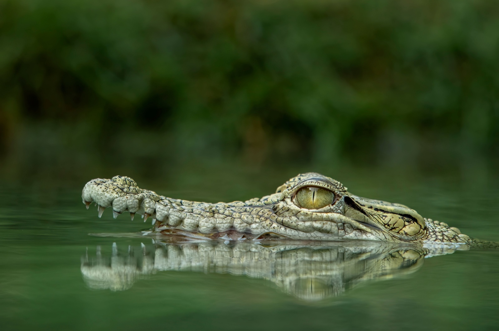 saltwater crocodile