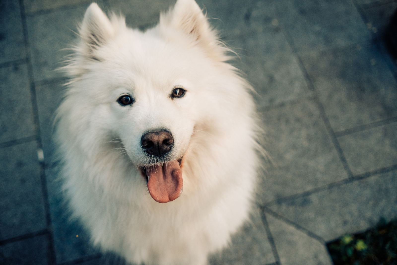 samoyed portrait