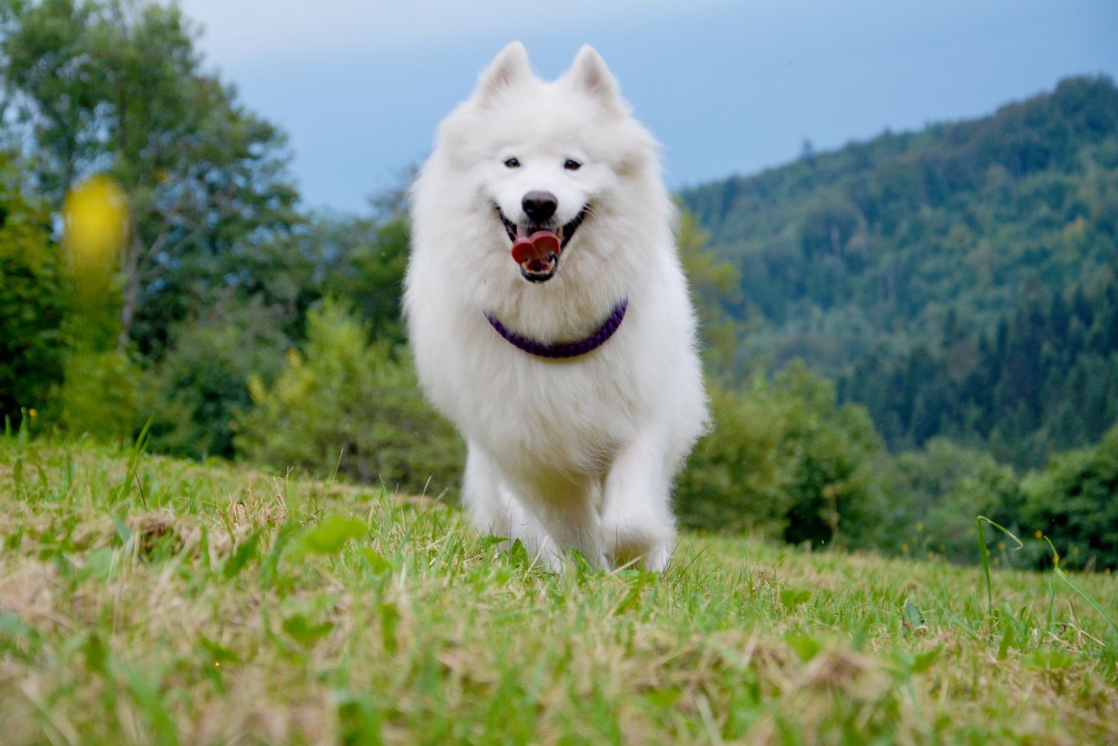 samoyed running