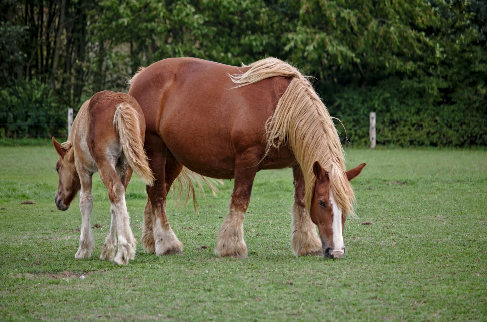 schleswing horse