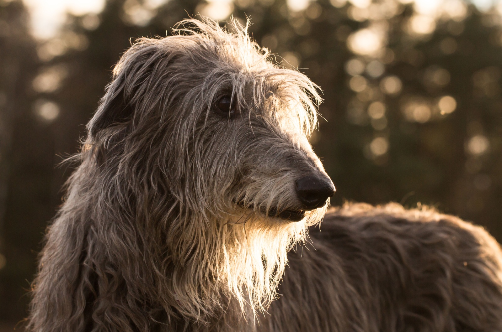 scottish deerhound