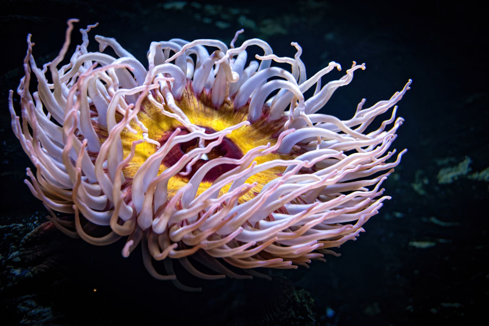 sea anemone