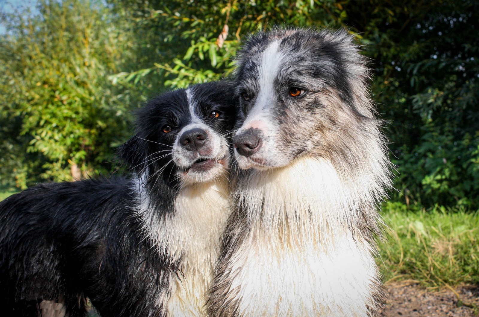 seal border collie