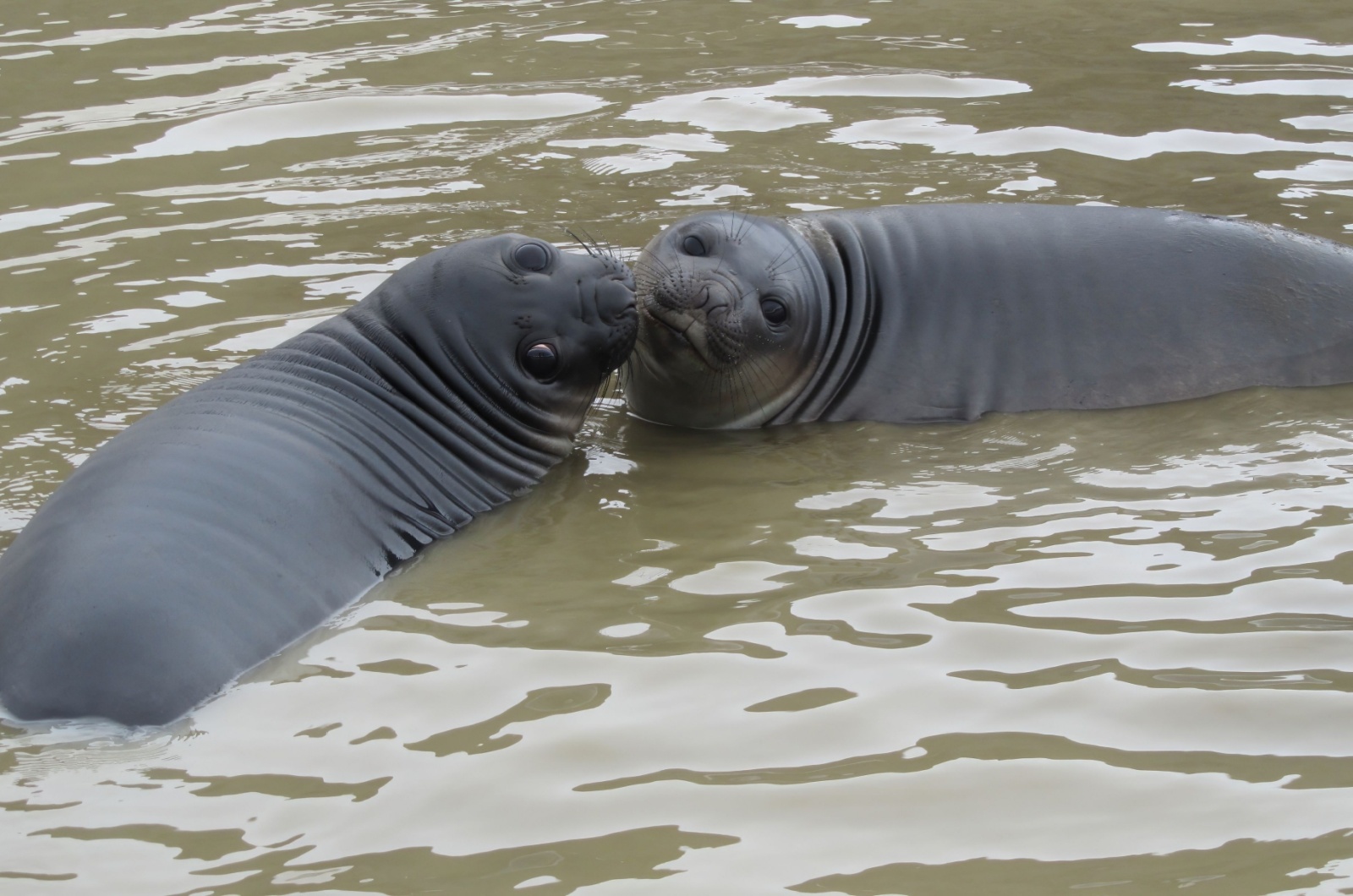 seals