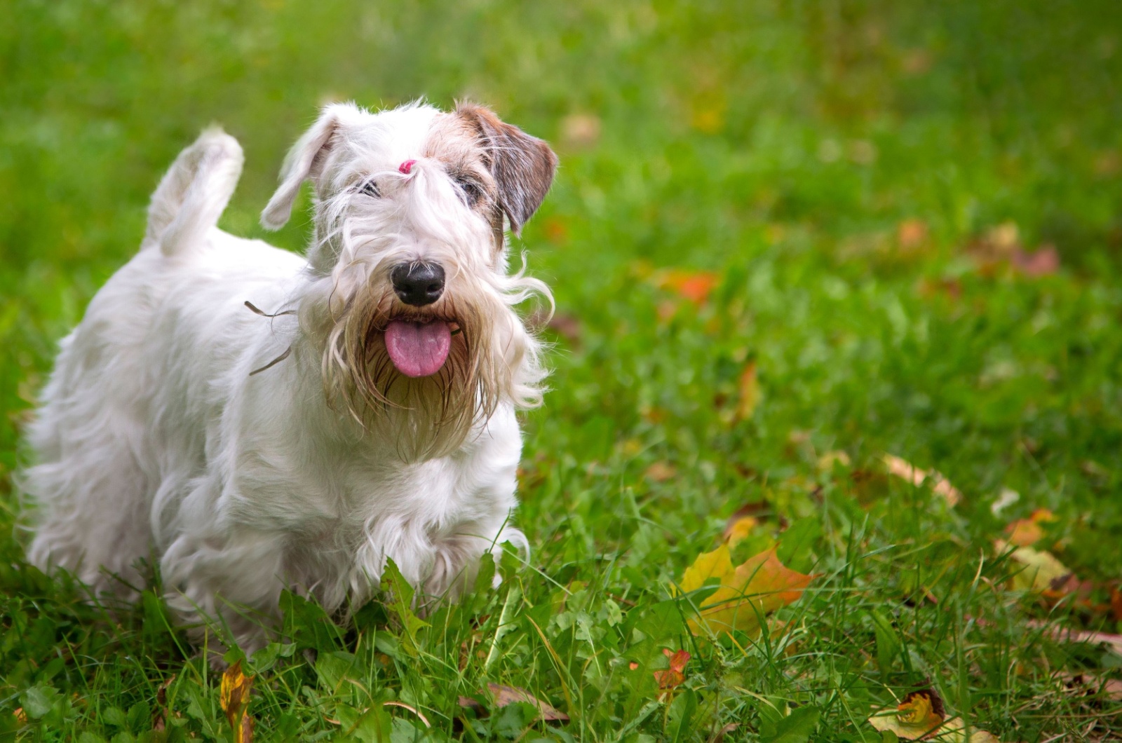 sealy terrier