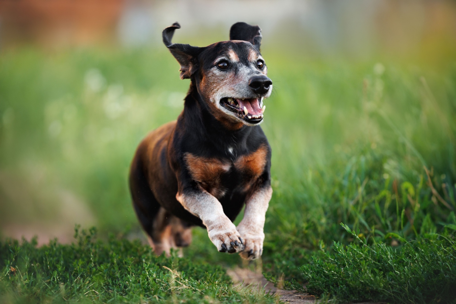 senior dog running