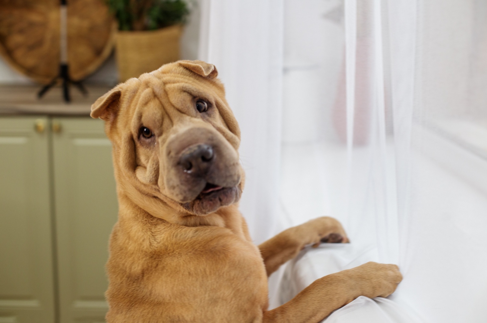 shar pei