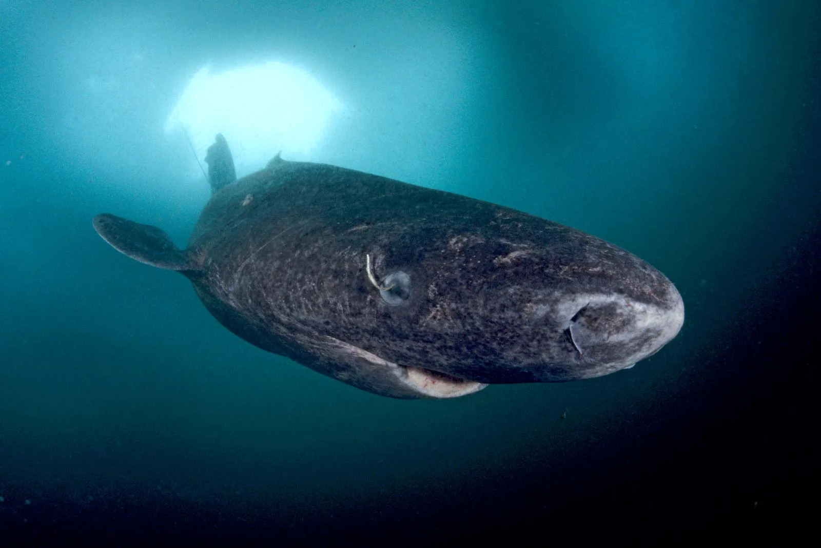 shark in blue ocean