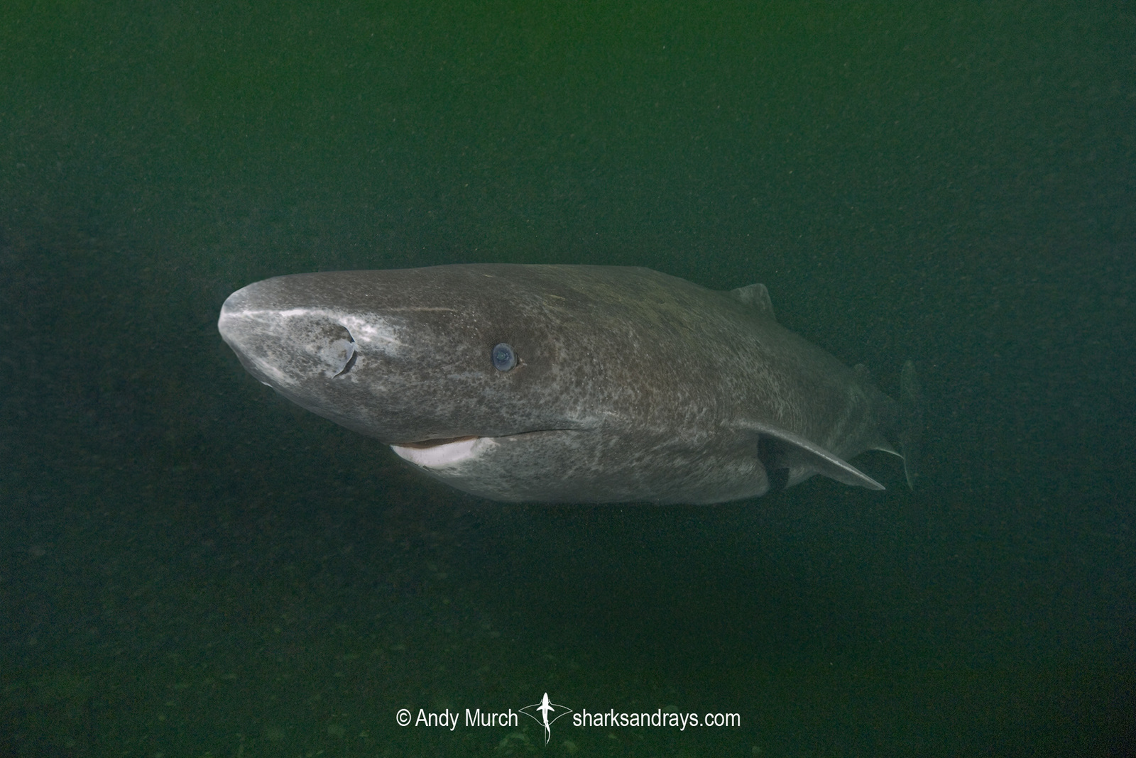 shark in deep ocean