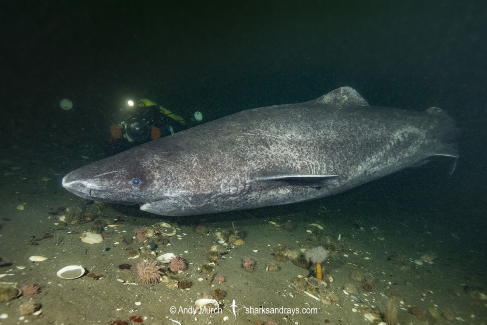 shark on ocean floor