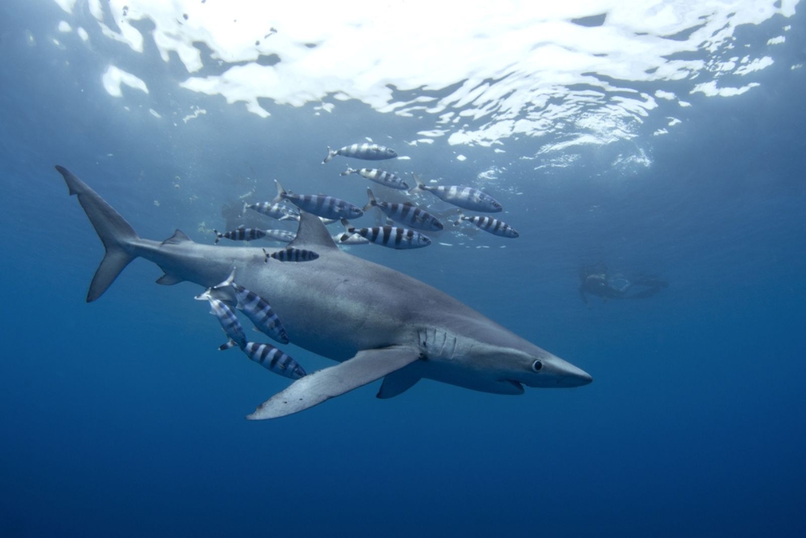 shark with fish in water