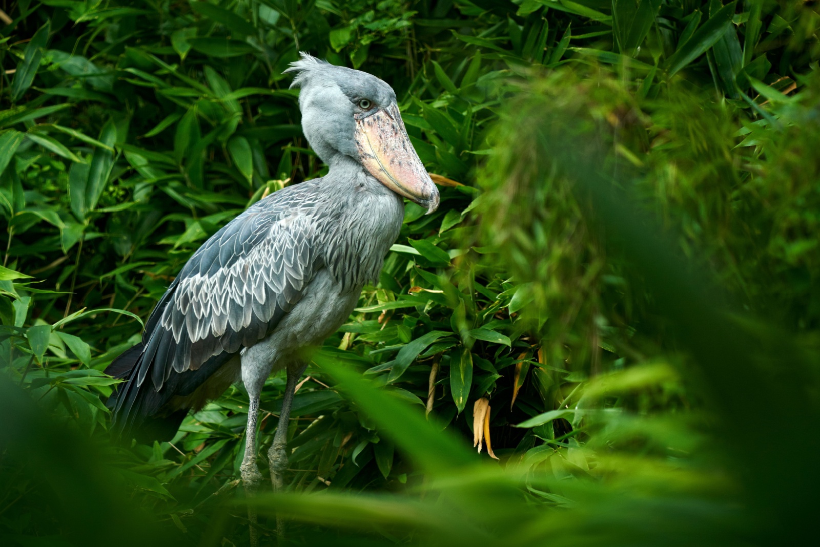 shoebill stork