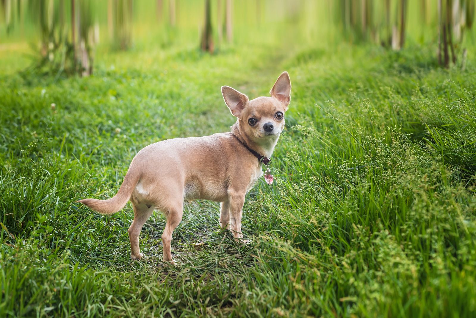 shorthaired chihuahua