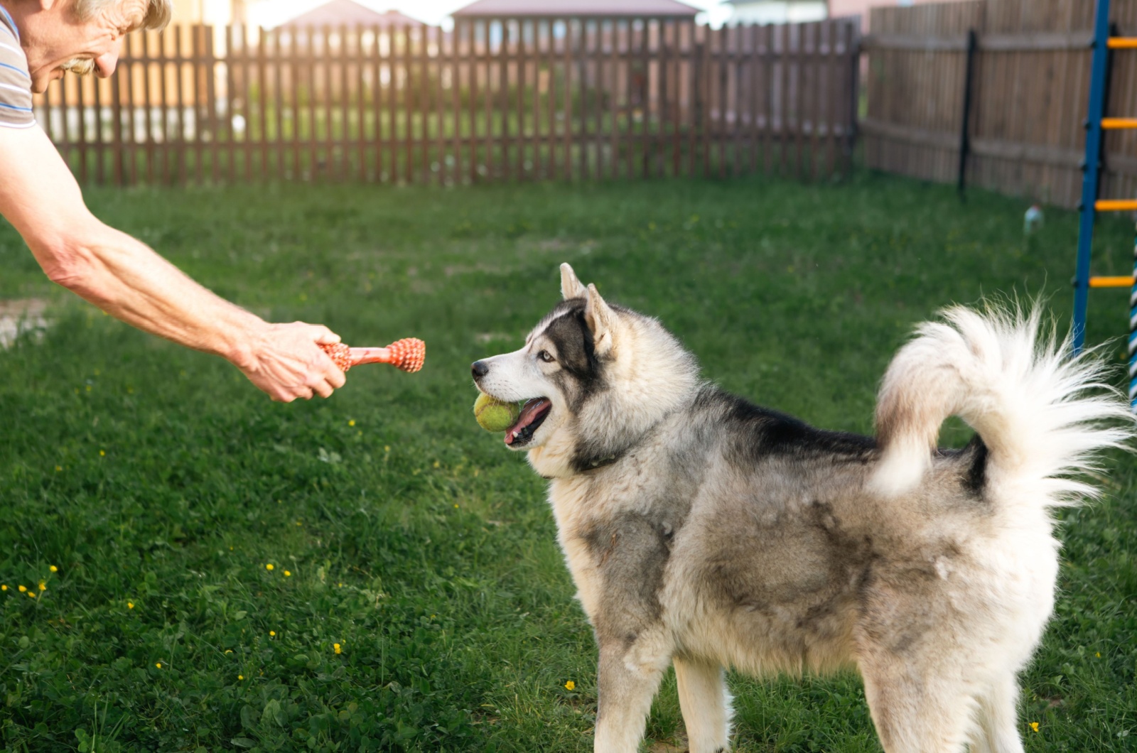 siberian husky and owner