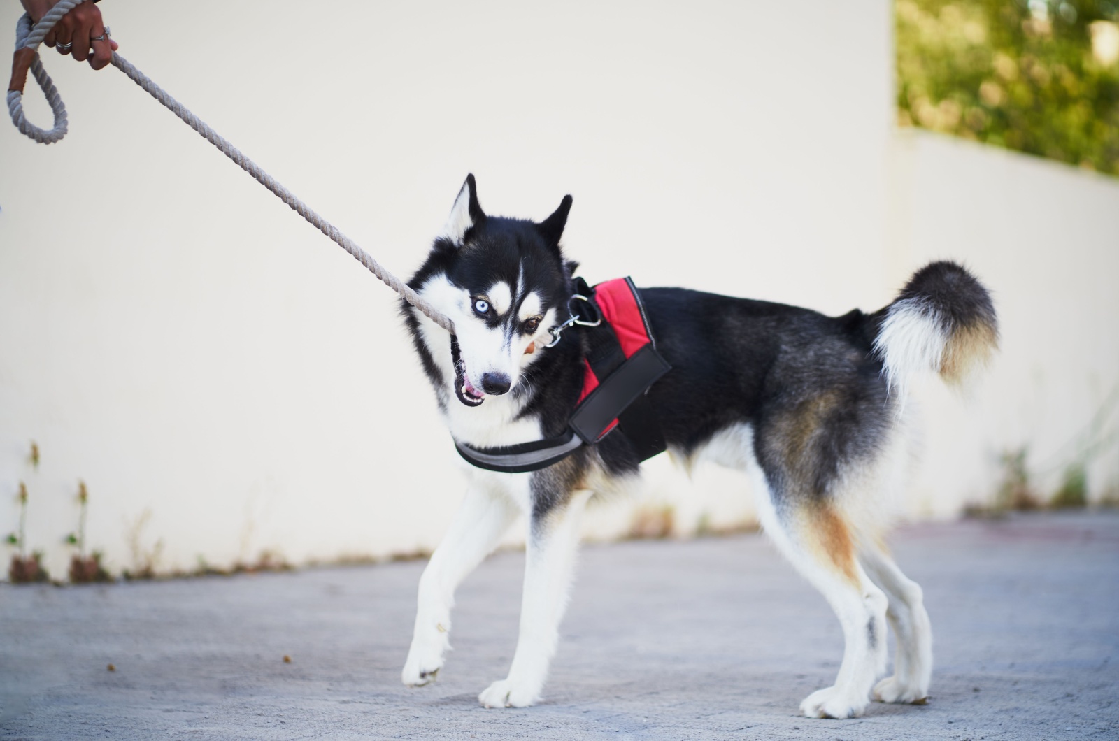 siberian husky on leash