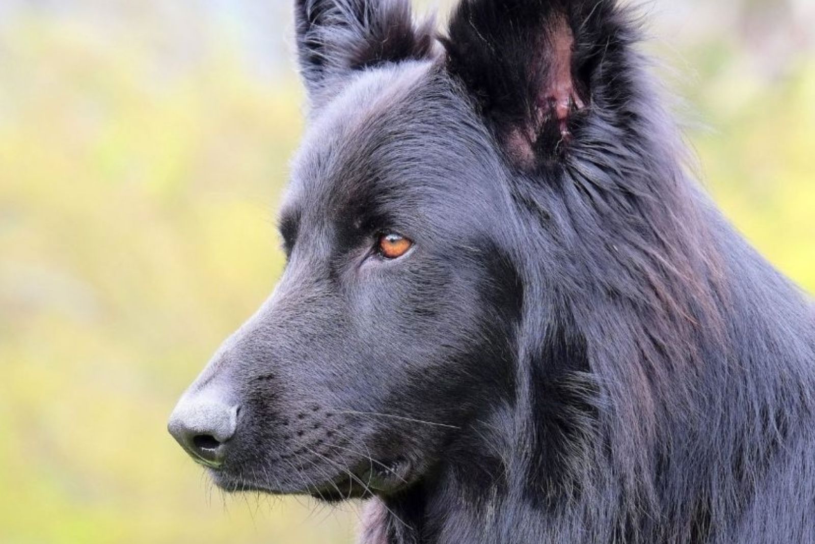 side profile of german shepherd