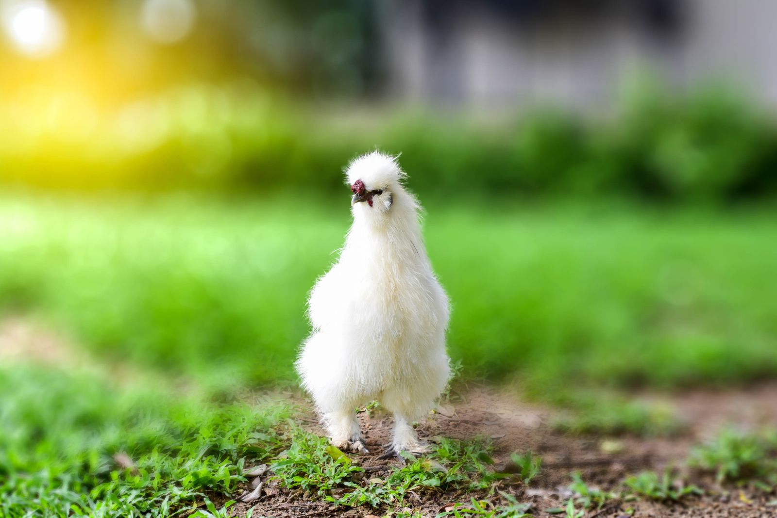 silkie