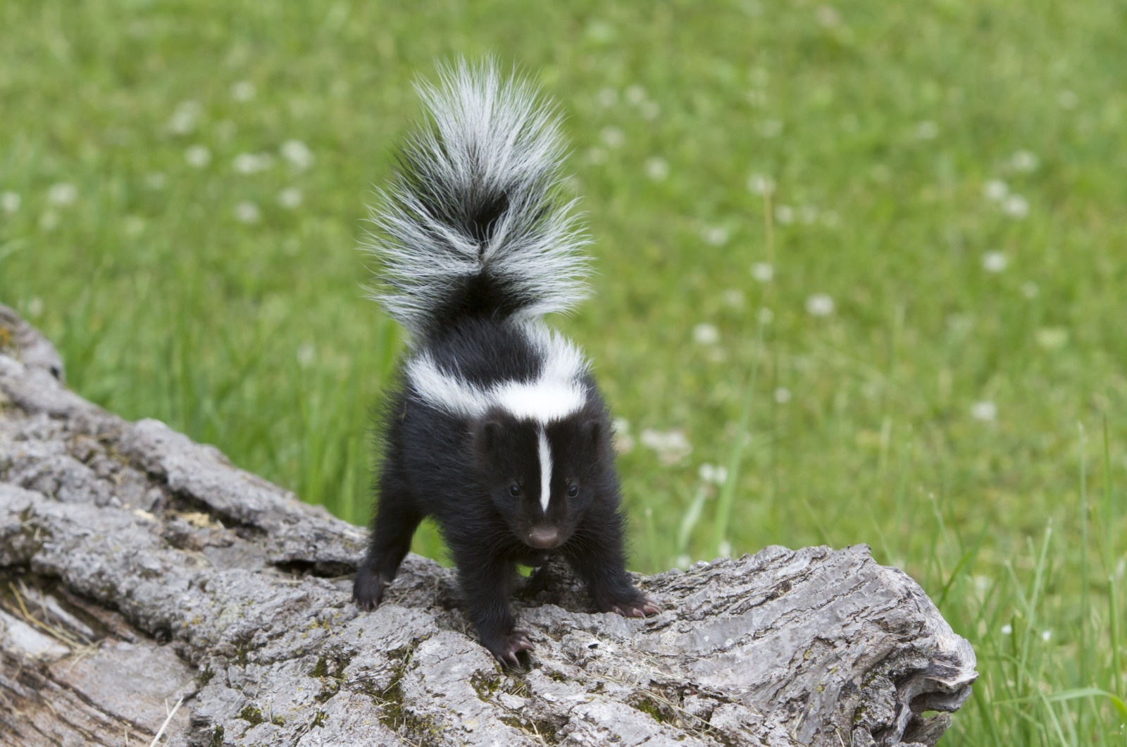 skunk