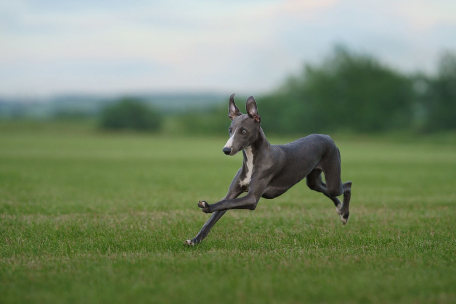 slate Grey greyhound